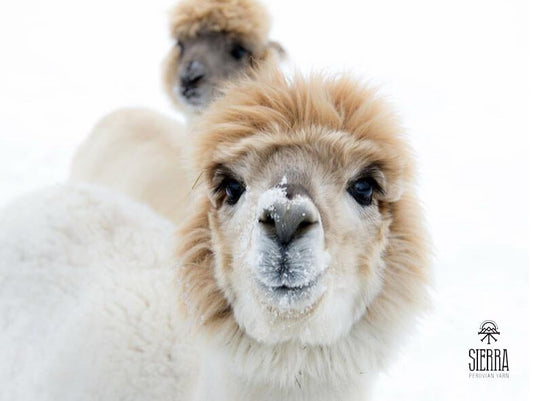 Why Alpaca