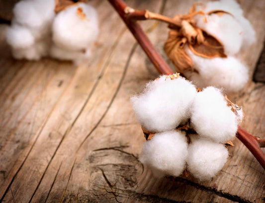 Organic Cotton Sierra Yarn