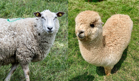 Side by side of a sheep with dense oily wool fleece and a cream alpaca with fine fluffy fiber showing the alpaca wool vs sheep wool difference